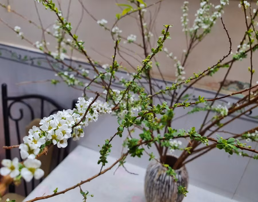 Hoa tuyết mai được yêu thích vì sự mảnh mai, tao nhã. Ảnh Bảo Vy