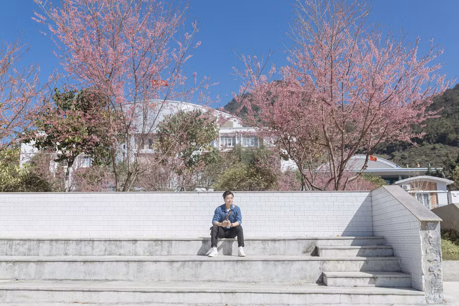 Đến cao nguyên Mộc Châu những ngày tháng 1, du khách sẽ có cơ hội nhìn ngắm sắc hồng của mai anh đào. 