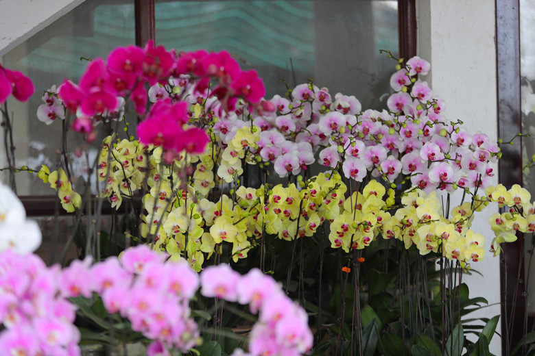  Lan hồ điệp, loài hoa đặc trưng của Đà Lạt khoe sắc tại các con phố những ngày cuối Tết Nguyên đán