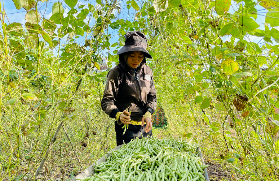 Người dân làng Ring Răng thu hoạch đậu cô ve. Ảnh: Trần Dung