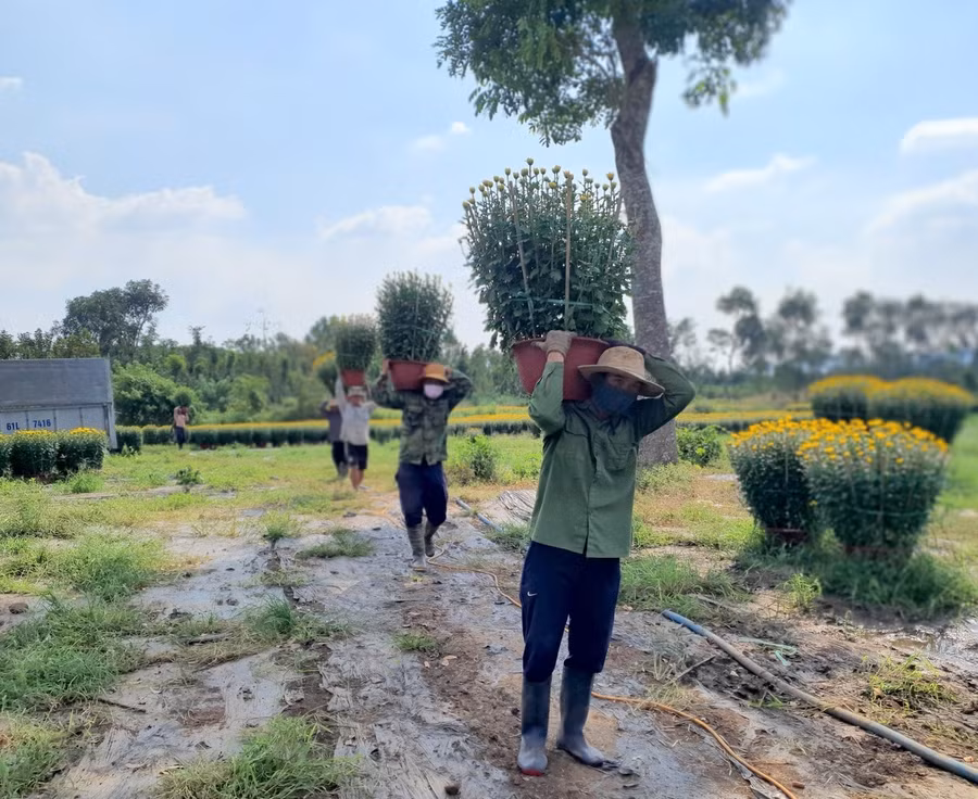 Các công nhân vác chậu hoa cúc loại nhỏ lên xe tải. Ảnh: Nguyễn Long Các công nhân vác chậu hoa cúc loại nhỏ lên xe tải. Ảnh: Nguyễn Long