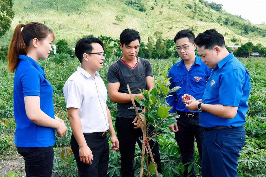 Cán bộ Tỉnh Đoàn và thành viên Đội trí thức trẻ tình nguyện tỉnh hướng dẫn người dân xã Chư A Thai (huyện Phú Thiện) kỹ thuật chăm sóc cây trồng. Ảnh: Đức Thụy