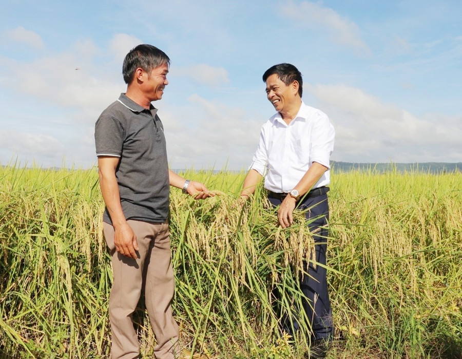 Ông Bùi Xuân Khấn (bìa trái, tổ 10, thị trấn Phú Thiện) trao đổi kinh nghiệm trồng lúa ST24 với chuyên gia nông nghiệp của Công ty TNHH Công nghệ Sinh học Việt Mỹ. Ảnh: Anh Huy  Ông Bùi Xuân Khấn (bìa trái, tổ 10, thị trấn Phú Thiện) trao đổi kinh nghiệm trồng lúa ST24 với chuyên gia nông nghiệp của Công ty TNHH Công nghệ Sinh học Việt Mỹ. Ảnh: Anh HUy