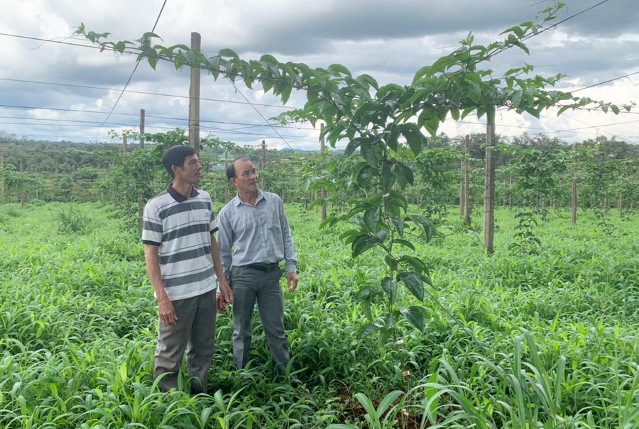 Ông Chiến (bên trái) bên vườn chanh dây của gia đình. Ảnh: Anh Huy