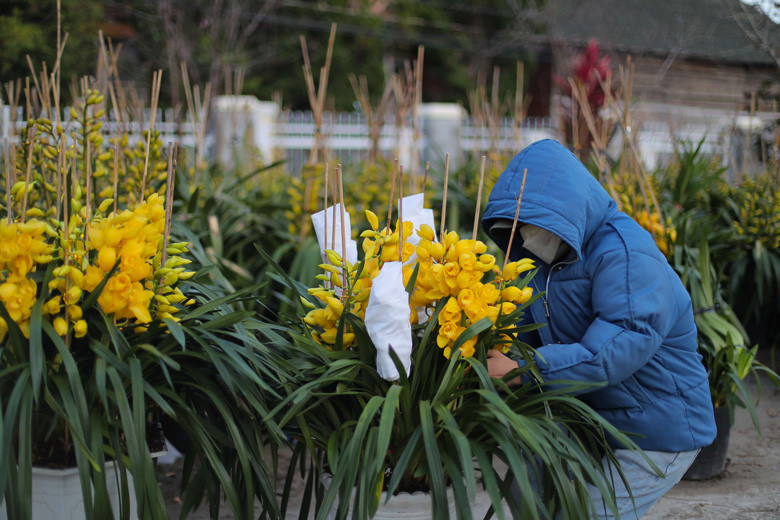  TP Đà Lạt có trên 50ha trồng địa lan, mỗi năm cung cấp ra thị trường hàng trăm nghìn cành với một số loại như: địa lan vàng New Zealand, vàng hoàng hậu, vàng mít, vàng chanh, cam lửa, xanh New Zealand, xanh 207;256  