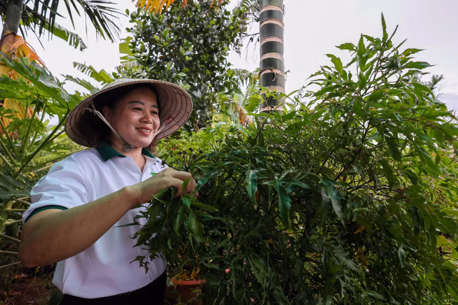 Chị Hoàng Thị Ngát (TP Buôn Ma Thuột, tỉnh Đắk Lắk) nghiên cứu, chế biến thành công sản phẩm trà thảo mộc từ các loại cây đinh lăng, tim sen, nụ tam thất, lá vằn, cỏ ngọt… dễ kiếm trong vườn nhà.