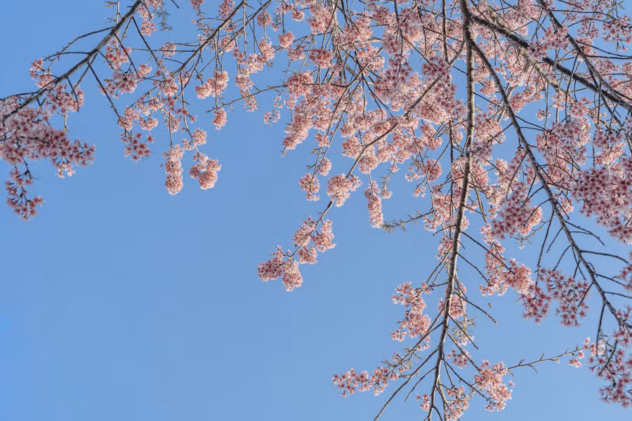 Trải qua mùa đông lạnh giá, những cành mai anh đào ngủ đông bừng tỉnh, trổ hoa rực rỡ chuẩn bị đón xuân. 