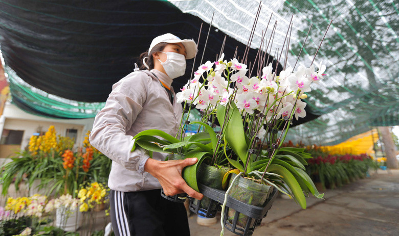 Sáng 6/1 (15 tháng Chạp) bà Nguyễn Thị Hồng Nga, chủ vườn lan Hồng Nga tại đường Khe Sanh, Phường 10 cho biết năm nay vườn nhà bà chuyển 200 chậu địa lan ra phố bày bán từ ngày 14 tháng Chạp. Ngoài địa lan, hàng chục loại lan hồ điệp, sản phẩm hoa chủ lực của bà con TP Đà Lạt cũng được các nhà vườn gửi bán tại đây