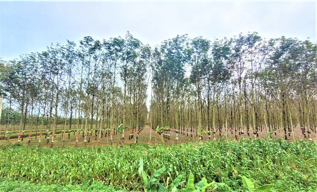 Một phần diện tích cao su của Cty cổ phần cao su Đắk Lắk