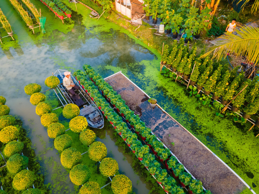 Làng hoa ngày nay phát triển mở rộng với hơn 2.300 hộ kinh doanh hoa kiểng. Người dân chủ yếu trồng hoa trong chậu đặt trên giàn, bên dưới là ruộng đầy nước thuận tiện cho việc tưới. Ảnh: THOR