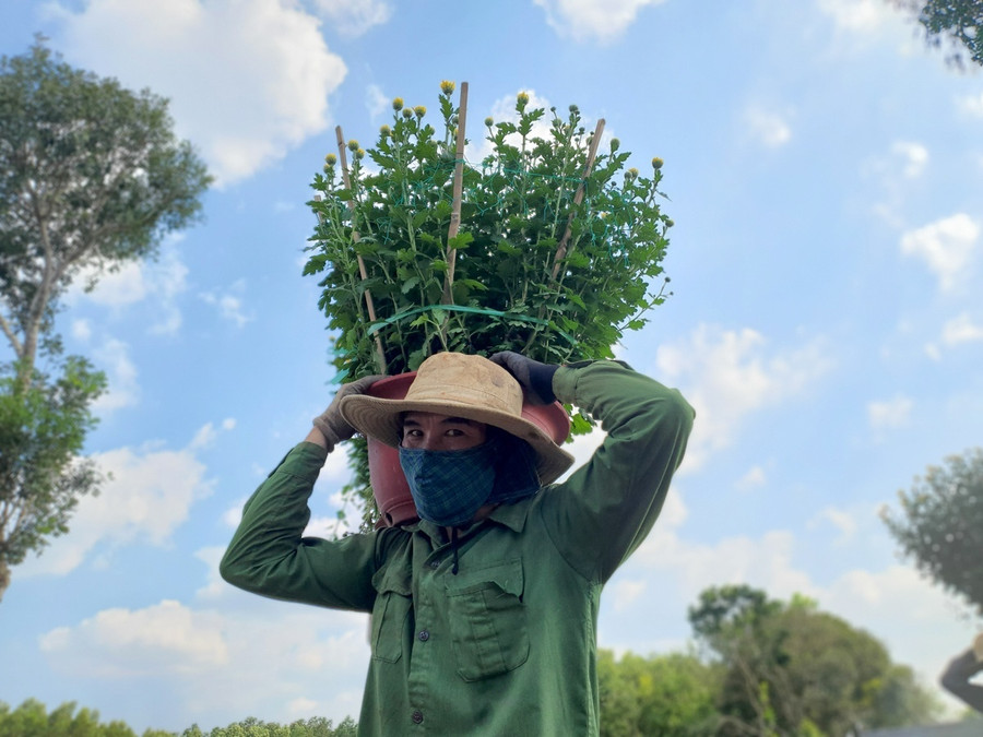 Nghề trồng hoa giúp giải quyết nhiều lao động nhàn rỗi của xã Láng Lớn. Ảnh: Nguyễn Long