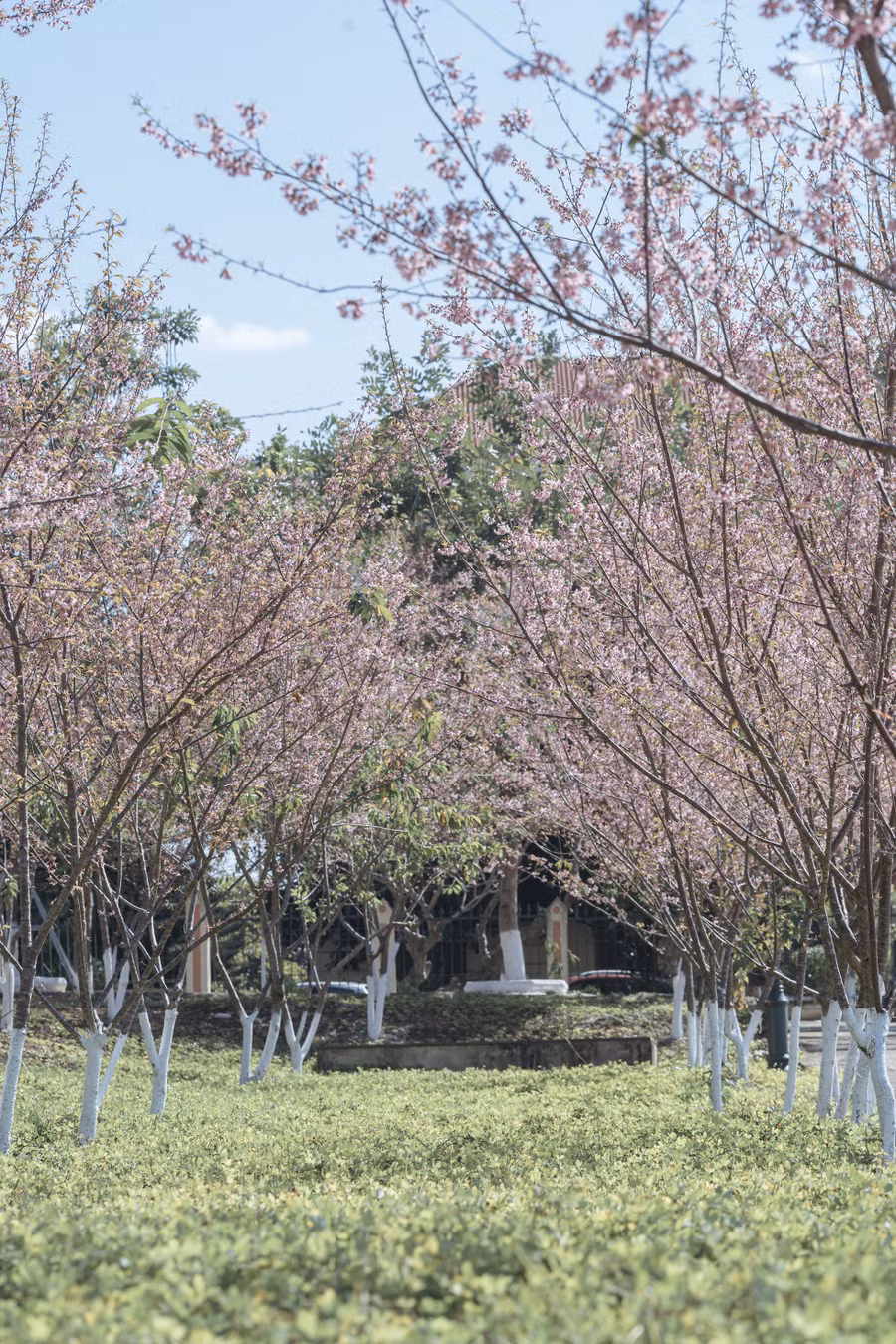 Được trồng trải khắp Mộc Châu, mai anh đào đang trở thành một trong những loài hoa đặc trưng của mùa xuân vùng cao nguyên. 