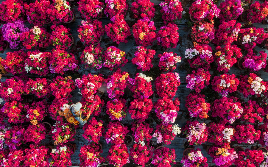 Giá hoa giấy bán tại vườn phổ biến từ 100.000 - 500.000 đồng/chậu tùy loại và độ đẹp, có những kiểu bonsai lâu năm, chất lượng giá gần vài chục triệu đồng/chậu. Ảnh: CAO THỊ NGỌC DIỄM