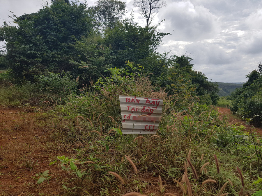 Rao bán rẫy nhưng thực chất là bán đất rừng phòng hộ. Ảnh: Trác Rin