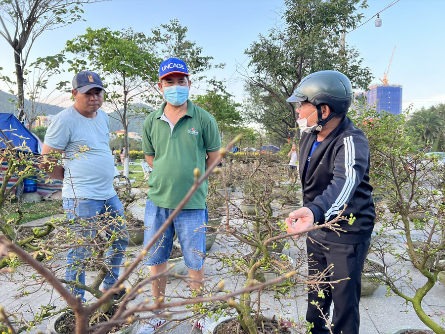 Nhiều khách tham quan, lựa chọn các gian hàng hoa mai để mua. Ảnh: Hoài Luân 