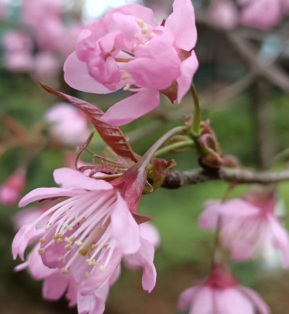 Cận cảnh một nhánh hoa anh đào. Ảnh: Thanh Tuấn 