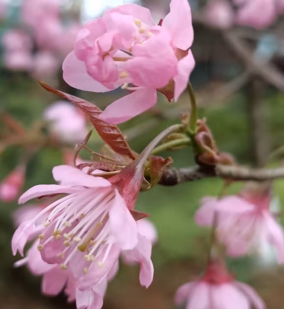 Cận cảnh một nhánh hoa anh đào. Ảnh: Thanh Tuấn 