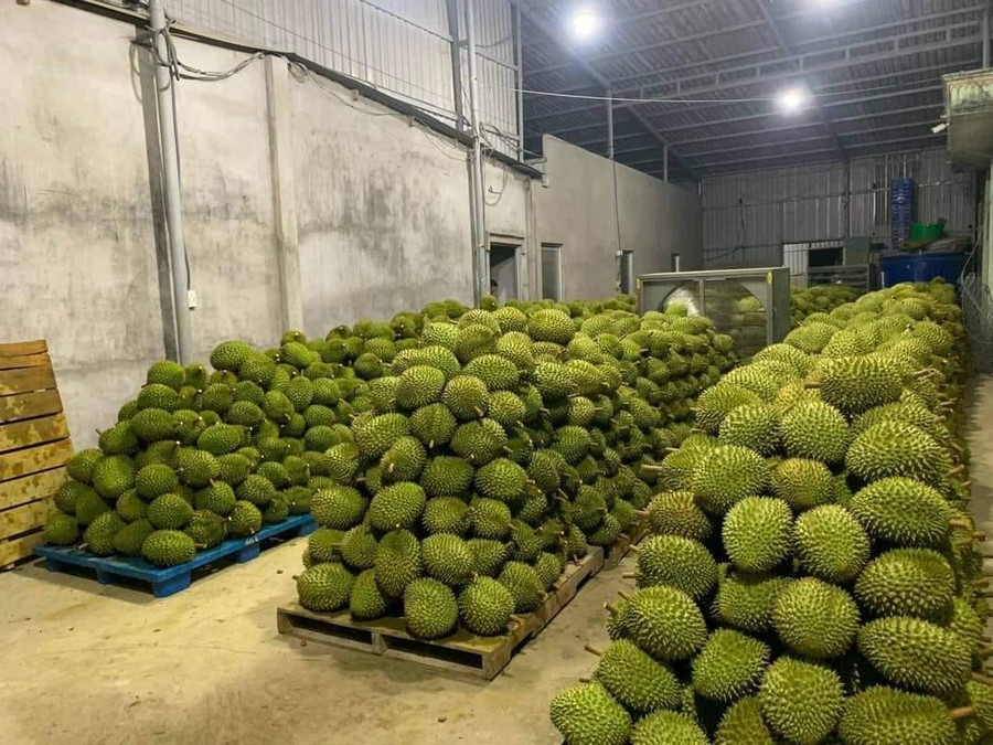 Sầu riêng cũng là mặt hàng mới chính thức tham gia thị trường xuất khẩu chính ngạch ở Đắk Nông. Ảnh: Bảo Lâm