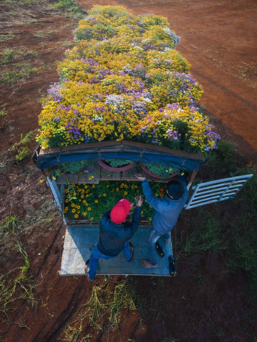 Khung cảnh tập kết hoa nhộn nhịp bán cho thương lái. Các loài cúc được trồng chủ yếu do phù hợp thổ nhưỡng nơi đây, kết hợp với kinh nghiệm của người trồng giúp cây cứng cáp, hoa đẹp và chơi tết được lâu. Ảnh: CAO KỲ NHÂN