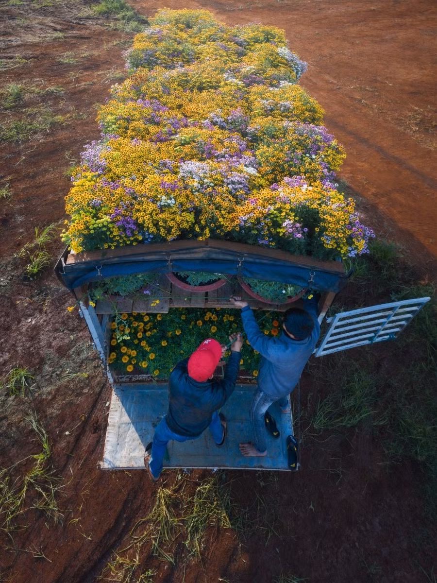Khung cảnh tập kết hoa nhộn nhịp bán cho thương lái. Các loài cúc được trồng chủ yếu do phù hợp thổ nhưỡng nơi đây, kết hợp với kinh nghiệm của người trồng giúp cây cứng cáp, hoa đẹp và chơi tết được lâu. Ảnh: CAO KỲ NHÂN