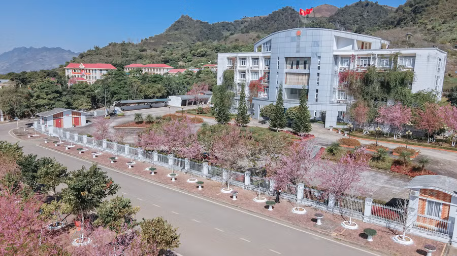 Quang Kiên cho biết mai anh đào đang nở rộ nhất tại khu Quảng trường Mộc Châu, làng chè, sân 224, đồi anh đào ở bản Nậm Tôm, chùa Tân Cương, tiểu khu 26/7...