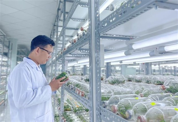  Chính phủ ưu tiên chú trọng đầu tư nâng cấp hạ tầng nghiên cứu khoa học. Trong ảnh: Các giống cây trồng trong lọ thuỷ tinh tại phòng thí nghiệm. (Ảnh: Thu Hương/TTXVN)
