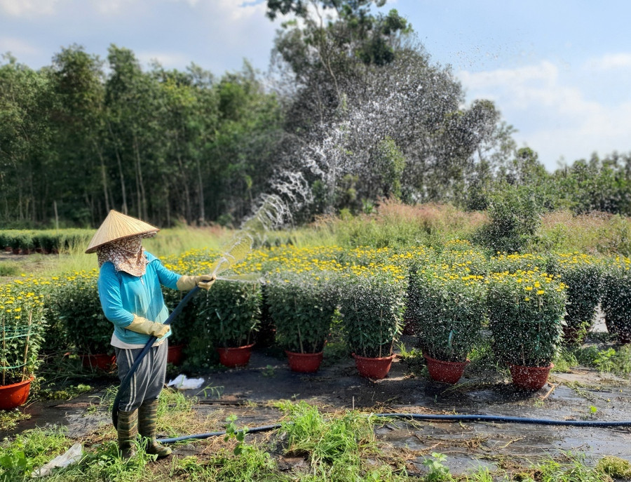 Xã Láng Lớn sẽ hình thành làng hoa trong thời gian tới. Ảnh: Nguyễn Long