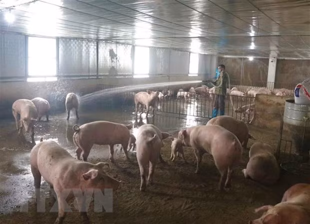 Một cơ sở chăn nuôi lợn. Ảnh minh họa. Ảnh: Chu Hiệu/TTXVN