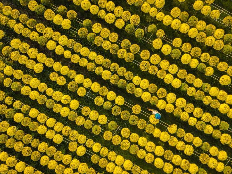 Mỗi làng hoa ở miền Tây đều có thế mạnh với mỗi loại hoa khác nhau, chẳng hạn Sa Đéc nổi tiếng với cúc mâm xôi. Trước 23 tháng chạp, làng hoa Sa Đéc (Đồng Tháp) thu hút đông đảo các nhiếp ảnh gia đến săn tìm khoảnh khắc mùa xuân. Đây được xem là “thủ phủ hoa” lớn, đẹp nhất miền Tây, đặc biệt là những ruộng hoa cúc mâm xôi tỏa sắc vàng ươm trong nắng xuân được chăm sóc tỉ mỉ công đoạn cuối để bán cho thương lái. Ảnh: PHẠM NGUYÊN BẢO