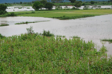 Gia Lai: Hơn 600 ha lúa và hoa màu chìm trong lũ ảnh 2 Nhiều diện tích hoa màu dọc theo sông Ayun bị ngập chìm trong nước lũ. Ảnh: Vĩnh Hoàng
