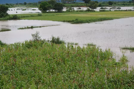 Nhiều diện tích hoa màu dọc theo sông Ayun bị ngập chìm trong nước lũ. Ảnh: Vĩnh Hoàng