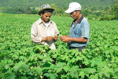 Nông dân trồng bông vải: Niềm vui chưa trọn ảnh 1 Cây bông vải trên đất Kông Chro. Ảnh: Đức Thanh
