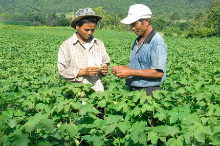 Cây bông vải trên đất Kông Chro. Ảnh: Đức Thanh