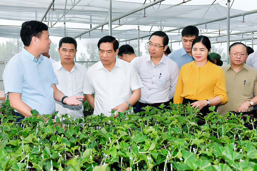 Chủ tịch Hội đồng Dân tộc của Quốc hội Hà Ngọc Chiến tham quan vườn ươm cây chanh dây của Công ty cổ phần Thực phẩm xuất khẩu Đồng Giao tại xã Đak Djrăng (huyện Mang Yang). Ảnh: Đức Thụy Chủ tịch Hội đồng Dân tộc của Quốc hội Hà Ngọc Chiến tham quan vườn ươm cây chanh dây của công ty đồng giao huyện mang yang