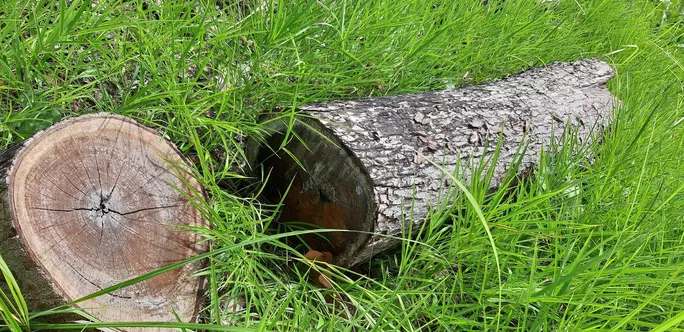 Một cây gỗ đã bị cắt hạ được một vài tháng