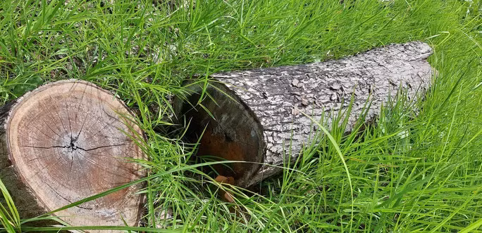 Một cây gỗ đã bị cắt hạ được một vài tháng