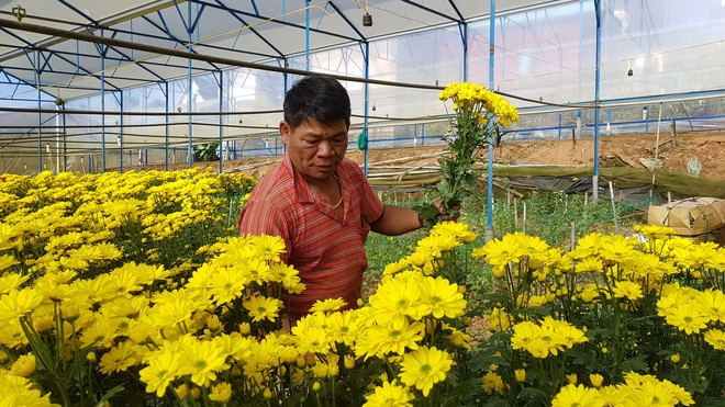 Giá hoa cúc tăng cao LÂM VIÊN