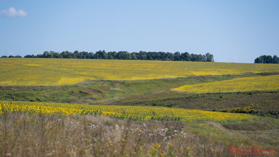 Viện Nghiên cứu thị trường Nông sản Nga dự đoán, sản lượng thu hoạch hướng dương năm nay của Nga đạt khoảng 15 triệu tấn. Theo dự báo tháng 6 của Bộ Nông nghiệp Mỹ, sản lượng của Nga là 15,5 triệu tấn.