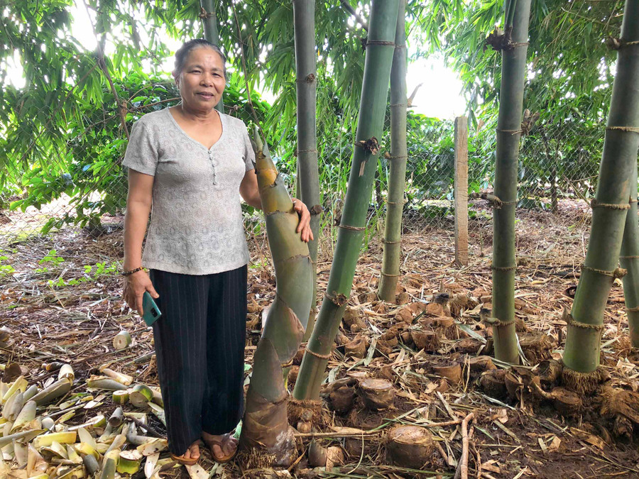 Bà Hồ Thị Vân bên vườn măng tre nguyên liệu giống Đài Loan của gia đình. Ảnh: Lê Nam Bà Hồ Thị Vân bên vườn măng tre nguyên liệu giống Đài Loan của gia đình. Ảnh: L.N