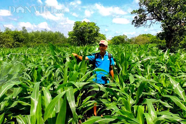 Phải trồng luân phiên anh Trí mới có đủ bắp "Nữ hoàng đỏ" cung cấp thường xuyên cho thị trường. Phải trồng luân phiên anh Trí mới có đủ bắp