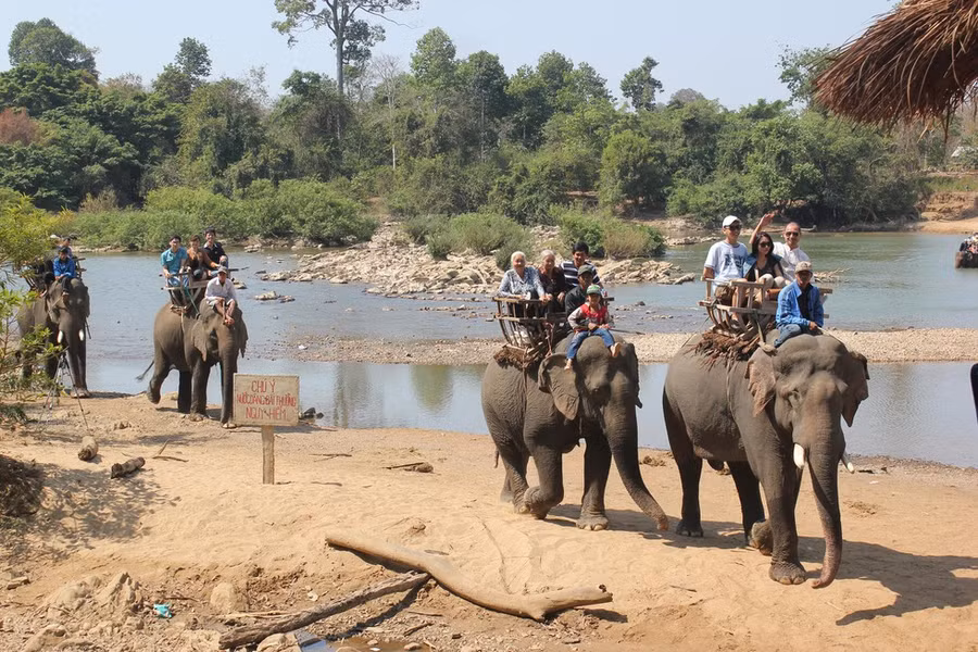  36 năm tuổi đời nhưng có tới 28 năm gắn bó với vùng đất đỏ bazan Đắk Lắk - nơi nổi tiếng với bài hát Chú voi con ở Bản Đôn mà trẻ con nào cũng thuộc - Ảnh: Ngọc Quyền
