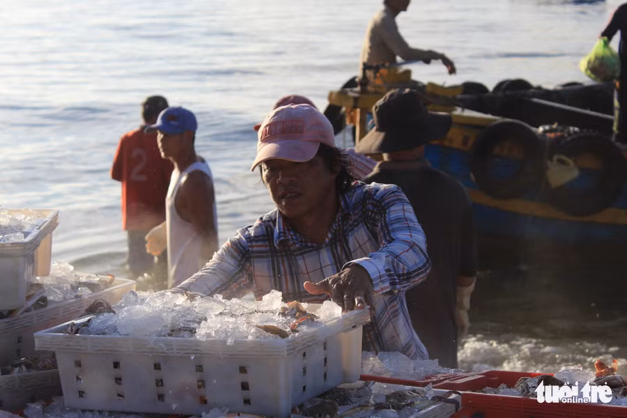 Ngư dân vận chuyển cá lên bờ, đảm bảo cung cấp sản phẩm tươi ngon nhất - Ảnh: THANH NGÂN