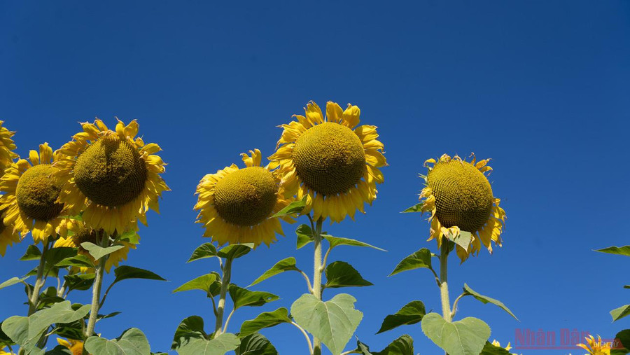 Năm 2019, diện tích gieo trồng hướng dương tại Nga đạt hơn tám triệu ha. Trong hai mươi năm qua, diện tích trồng loài hoa này đã tăng khoảng ba lần.