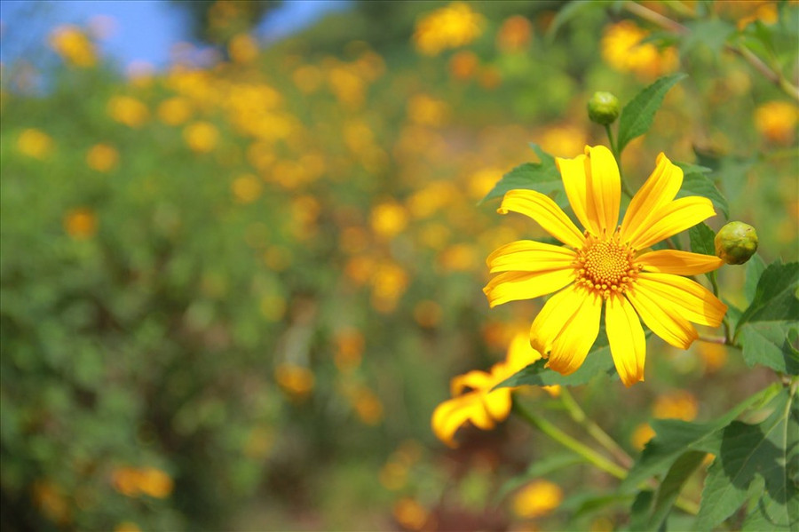 Mùa nắng hoa dã quỳ vàng thắm ngọn núi. Ảnh TA Mùa nắng hoa dã quỳ vàng thắm ngọn núi. Ảnh TA