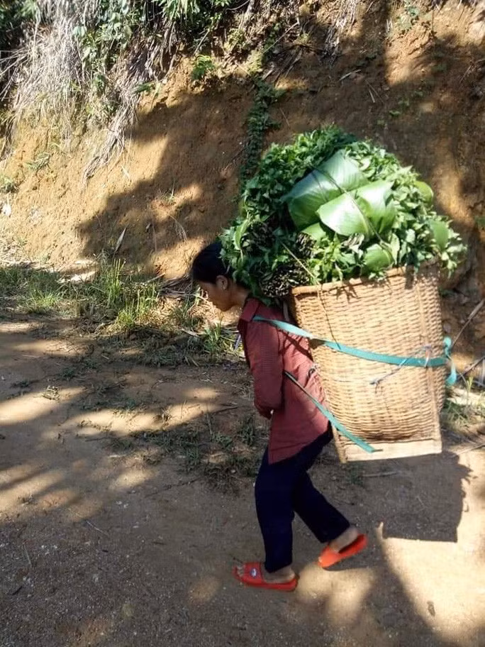  Một phụ nữ gùi đầy ắp rau lủi trên lưng đưa đi hỗ trợ bà con đồng bằng chống dịch Ảnh: Facebook Trần Vỹ Nguyễn