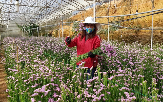 Hoa Đà Lạt tiêu thụ ổn định giữa mùa dịch Covid-19 ẢNH: LÂM VIÊN