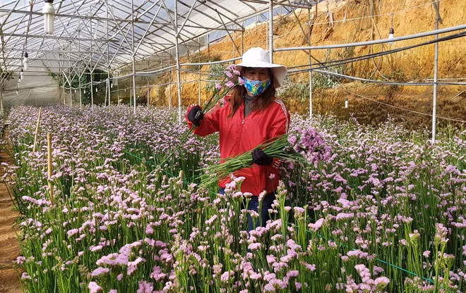 Hoa Đà Lạt tiêu thụ ổn định giữa mùa dịch Covid-19 ẢNH: LÂM VIÊN