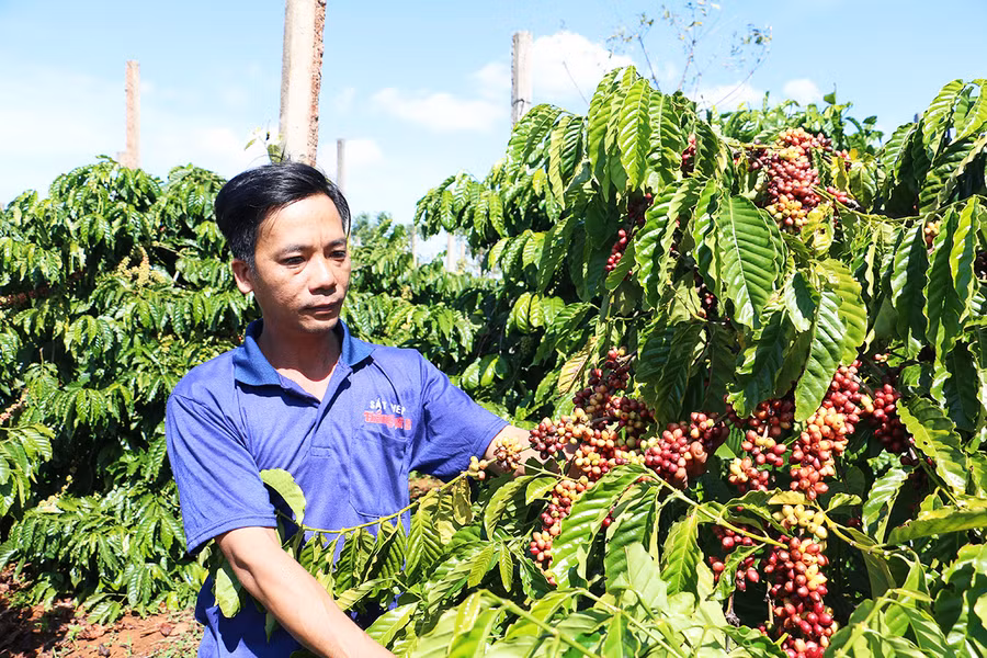 Đẩy mạnh chuyển dịch cơ cây trồng, trong đó ưu tiên nguồn lực phát triển nông nghiệp ứng dụng cao. Ảnh: Tấn Dung
