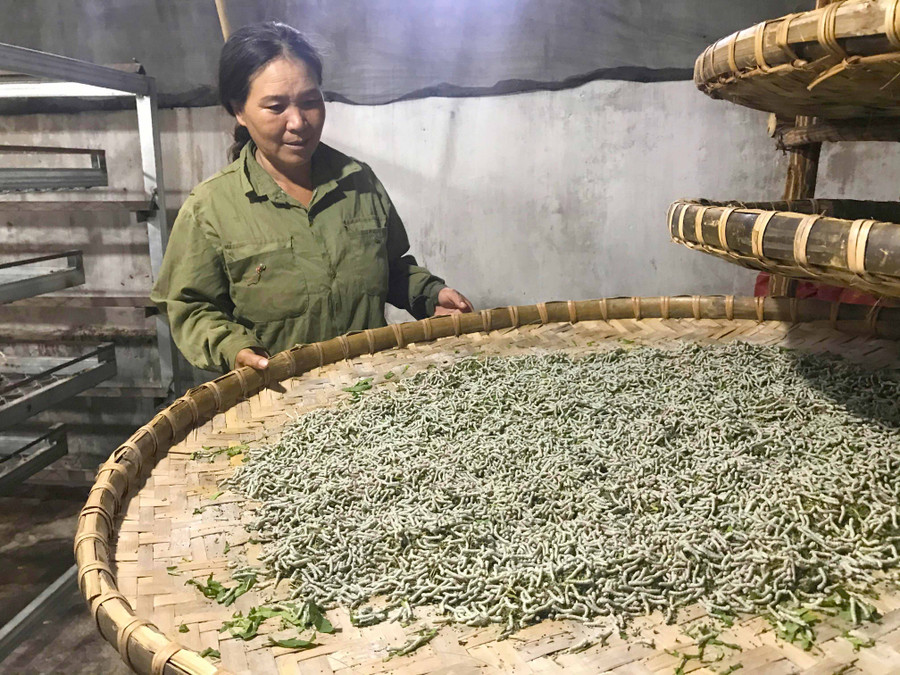 Bà Đào Thị Huề (làng Đê Hóch) chăm sóc tằm. Ảnh: R'Ô Hok
