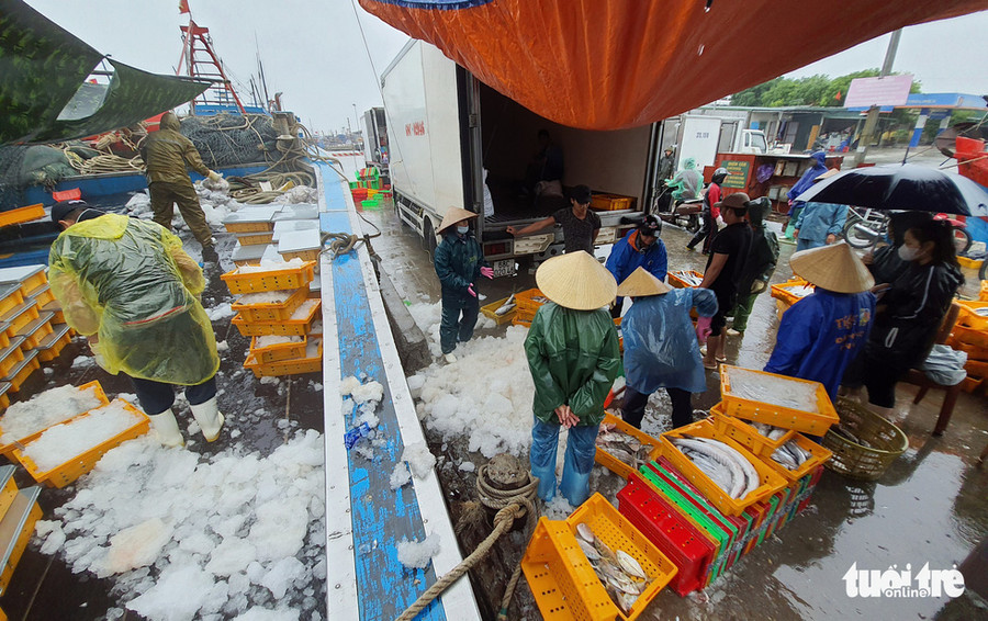 Nhiều tàu thuyền cập bến mang theo lượng hải sản đánh bắt được bán cho thương lái trước khi cơn bão số 2 đi vào đất liền - Ảnh: DOÃN HÒA